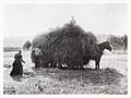 Een hoogkar wordt volgeladen met hooi in 1904 te Tilburg, foto Henri Berssenbrugge.