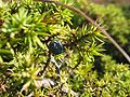 fruit of Juniperus communis on the german island Hiddensee, Photo by Kristian Peters