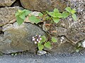 Gefleckte Taubnessel (Lamium maculatum), stimmt Martin Bahmann