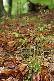 Ruige veldbies bloeiende plant