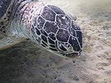 Kopf einer Meeresschildkröte auf der Seegraswiese
