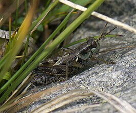 Melanoplus fasciatus