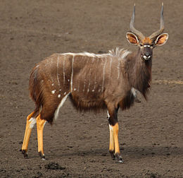 Nyala bika