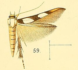 Stathmopoda maculata