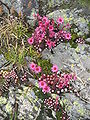 Sempervivum arachnoideum