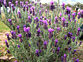 Lavandula stoechas (Lavanda selvatica)