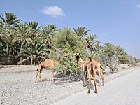 Camels feeding on ghaf in the Wadi Sidr