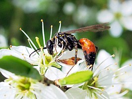 Grote zaagpootspinnendoder