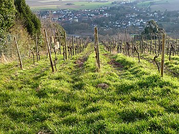 Weinbau im Zellertal