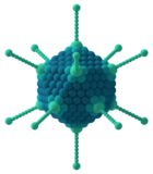 Diagram of adenovirus