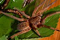 Weibchen der Wasserjagdspinne (Ancylometes bogotensis)