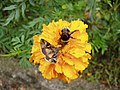 Gammaeule und Dunkle o. Hellgelbe Erdhummel Bombus terrestris oder B. lucorum