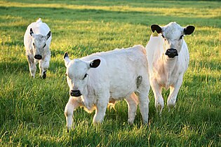 British White calves