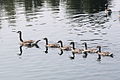 Canada Goose parade