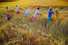 Harvesting of Rice