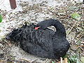 Black Swan (Cygnus atratus)