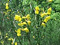 Common broom (Cytisus scoparius).