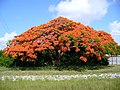 Flamboyant (Delonix regia)