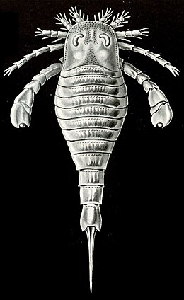 Eurypterida, Ernst Haeckel Kunstformen der Natur című művének 47. táblája