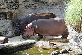 Flusspferde (Hippopotamus amphibius)