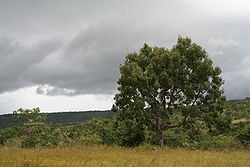 Η Khaya senegalensis στο περιβάλλον της.