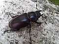 Nőstény nagy szarvasbogár (Lucanus cervus)