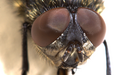 Fly eyes taken with Canon Rebel XT, EF-S 60mm macro, two 25mm extension tubes, a 1.4x extender, and Macro Twin Lite MT-24EX.