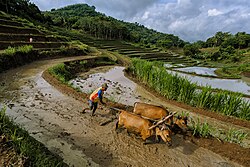 Petani di Desa Mareje, Lombok Barat