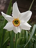 Blüte von Narcissus poeticus