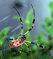 Nephila clavipes