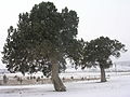 Boylu ardıç (Juniperus excelsa) Tarihi anıt ağaçlar (9 adet), Oklubalı, İnönü, Eskişehir