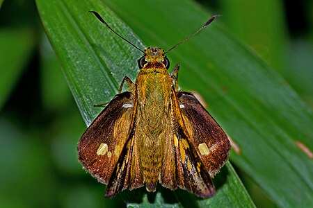 Dorsal view