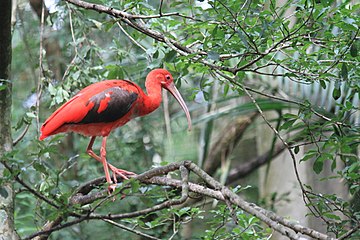 Scharlachsichler im Parque das Aves in Foz do Iguaçu, Brasilien