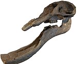 Platybelodon skull.