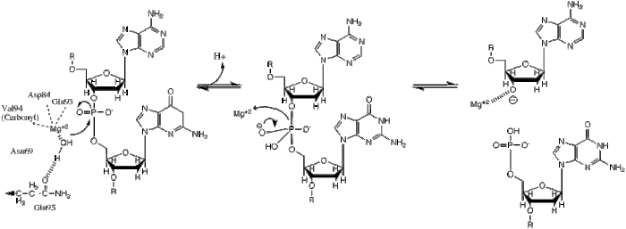 BglII mechanism