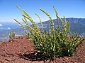 Reseda luteola