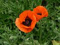 nochmal Mohn