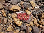 Drosera spatulata. Dharawal Nature Reserve, New South Wales, Australien