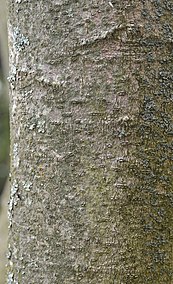 Closeup of the tree's bark