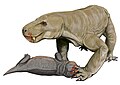 Sycosaurus laticeps