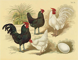 Bantam (Huhn)