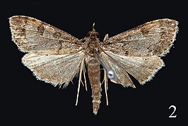 Udea albostriata