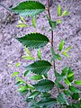 Foliage in summer.