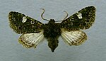 Valeria oleagina – Specimen