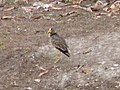 Senegalkiebitz Senegal Wattled Plover