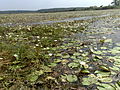 Water Lilly Field in Chemmad