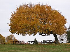 Distinctive picnic spot, west side