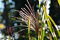 Miscanthus sinensis 'Strictus', Blüte