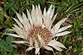 08/2016 Silberdistel auf der Fiescheralp