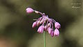 Allium sivasicum-43